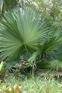 Tahina Palm, Tahina spectabilis