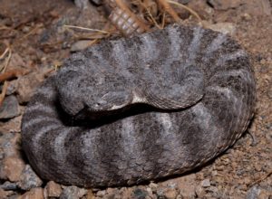 Tiger Rattlesnake, Crotalus tigris