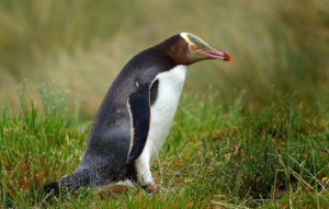 Yellow Eyed Penguin, Megadyptes antipodes