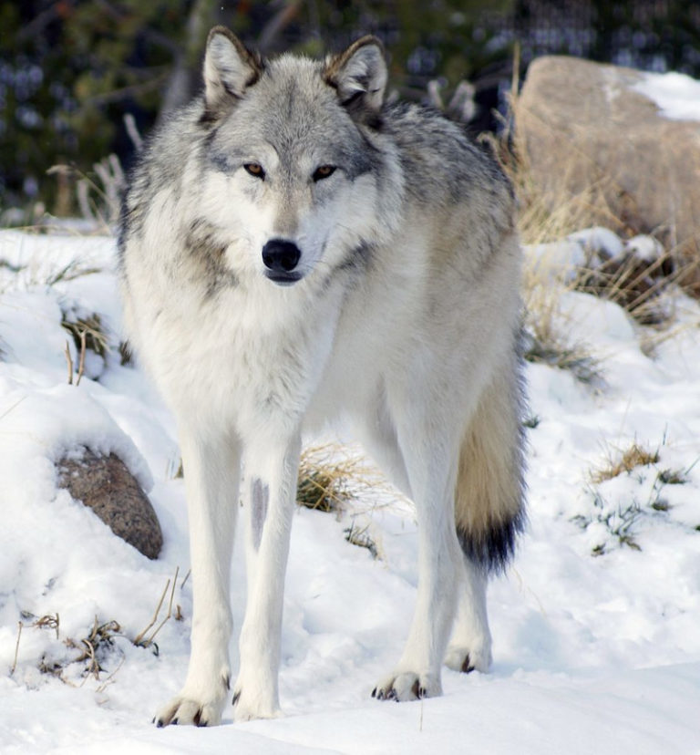 alaskan-timber-wolf-l-majestic-canine-our-breathing-planet