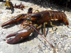 American Lobster, Homarus americanus