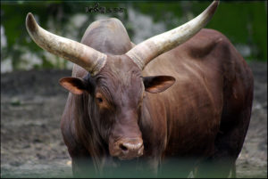 Ankole-Watusi, Bos taurus