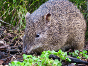 Bandicoot, Peramelemorphia