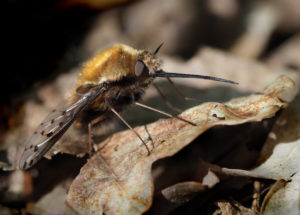 Bee Fly, Bombyliidae