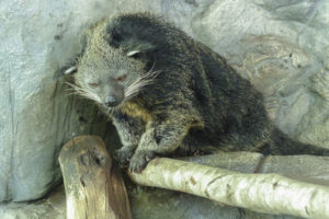 Binturong, Arctictis binturong