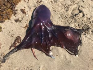 Blanket Octopus, Tremoctopus