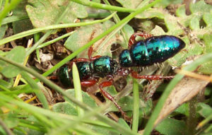 Bluebottle Ant, Diamma bicolor