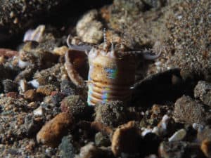 Bobbit Worm, Eunice aphroditois