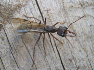 Bulldog Ant, Myrmecia