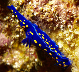 California Blue Dorid, Felimare californiensis