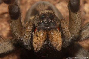 Carolina Wolf Spider, Hogna carolinensis