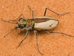 Coral Pink Sand Dune Beetle, Cicindela albissima