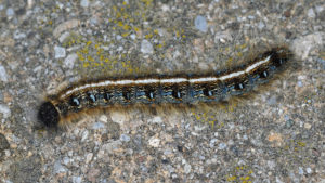 Eastern Tent Caterpillar, Malacosoma americanum