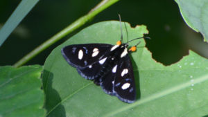 Eight Spotted Forester Moth, Alypia octomaculata