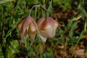 Fairy Lantern, Calochortus albus