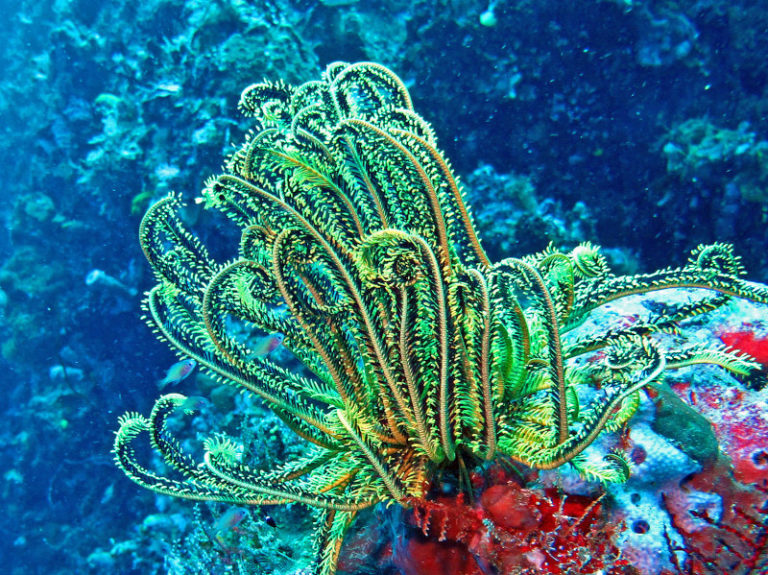 Feather Starfish l Beautiful Creature - Our Breathing Planet