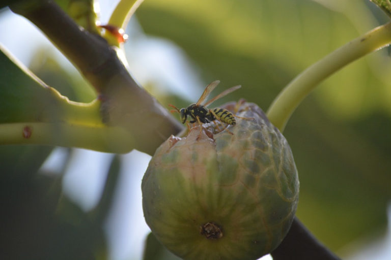 Fig Wasp l Remarkable Coevolution Our Breathing