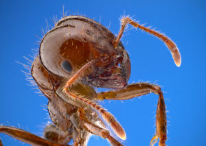 Fire Ant, Solenopsis