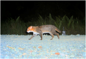 Flat Headed Cat, Prionailurus planiceps