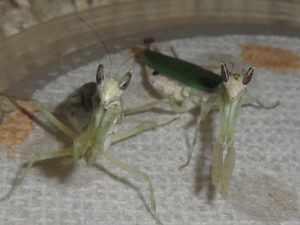 Gambian Spotted-Eye Flower Mantis, Pseudoharpax virescens