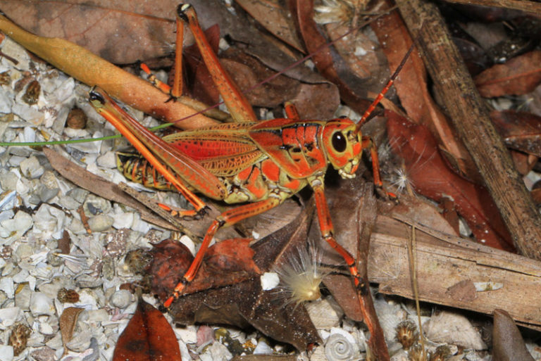 Giant Lubber Grasshopper l Exquisite - Our Breathing Planet