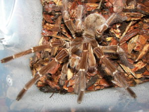 Goliath Birdeater, Theraphosa blondi