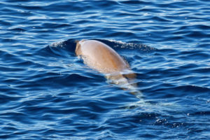 Goose-Beaked Whale, Ziphius cavirostris