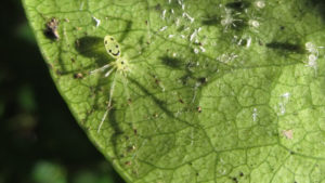 Happy Face Spider, Theridion grallator