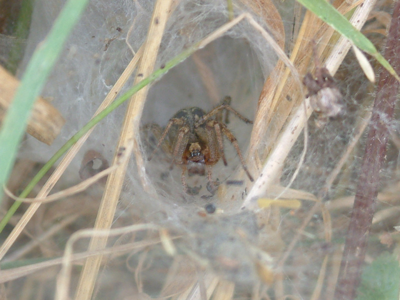 hobo spider web
