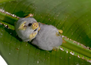 Honduran White Bat, Ectophylla alba