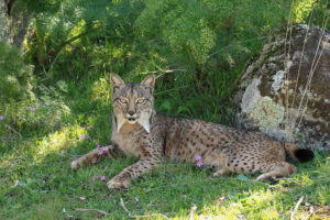 Iberian Lynx, Lynx pardinus