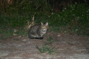 Iriomote Cat, Prionailurus bengalensis iriomotensis