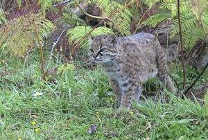 Kodkod, Leopardus guigna