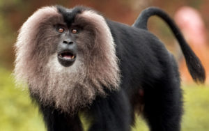 Lion Tailed Macaque, Macaca silenus