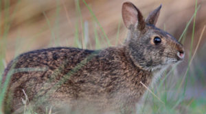 Lower Keys Marsh Rabbit, Sylvilagus palustris hefneri