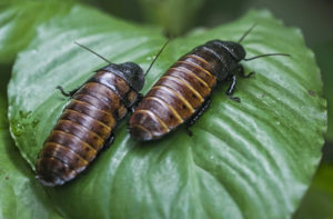 Madagascar Hissing Cockroach, Gromphadorhina portentosa