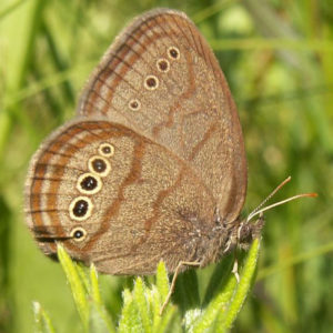 Mitchell's Satyr Butterfly, Neonympha mitchellii