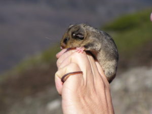 Mountain Pygmy Possum, Burramys parvus