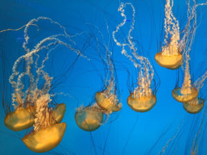 Pacific Sea Nettle, Chrysaora fuscescens