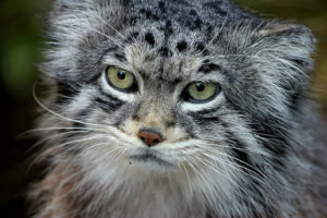 Pallas Cat, Otocolobus manul