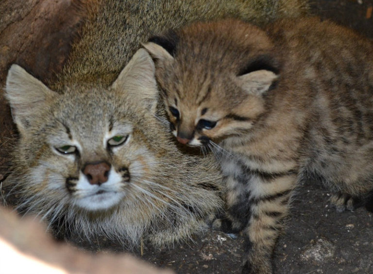 Pampas Cat L Threatened Small Wildcat Our Breathing Planet