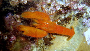 Pistol Shrimp, Alpheidae