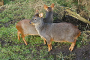 Pudu