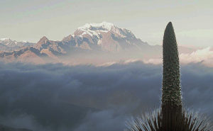 Queen of the Andes, Puya raimondii