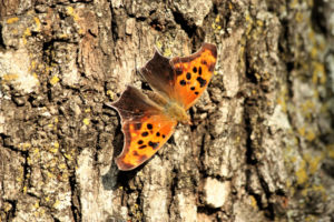 Question Mark Butterfly, Polygonia interrogationis