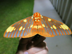 Regal Moth, Citheronia regalis