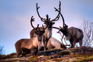 Reindeer, Rangifer tarandus