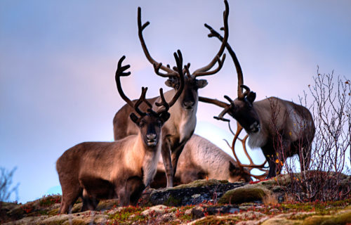 5 Magnificent Mammals of Greenland