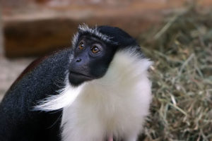 Roloway Monkey, Cercopithecus roloway