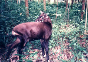 Saola, Pseudoryx nghetinhensis